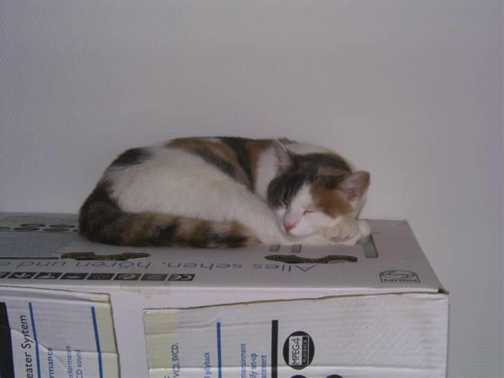 Blanding af racer Trunte billede 14