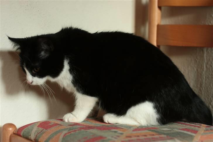 Huskat Fie<3(solgt) billede 5