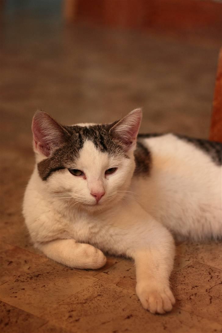 Huskat Sander (min venindes nu) billede 11