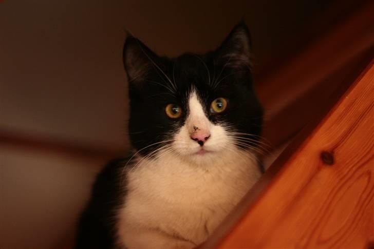 Huskat Fie<3(solgt) billede 6