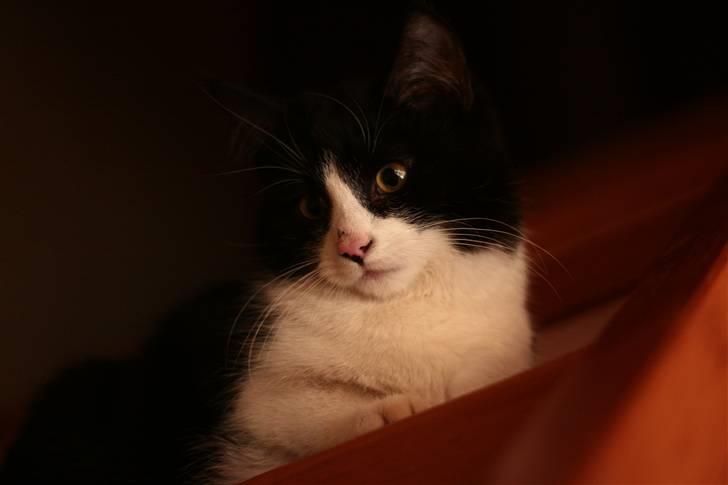 Huskat Fie<3(solgt) billede 7