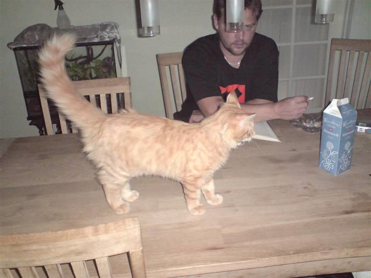 Norsk Skovkat Mickey - Jeg må gå på bordet...  ni na ni na ni naaaa...   billede 1