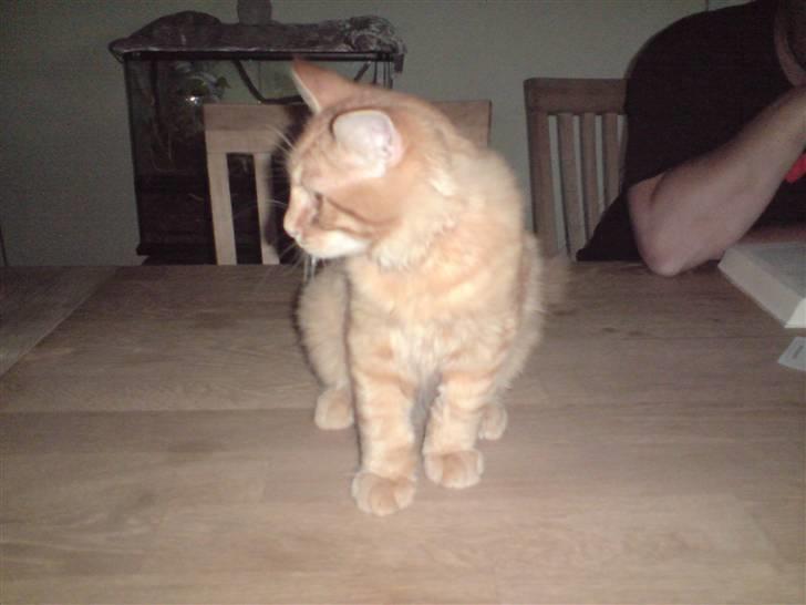 Norsk Skovkat Mickey - jeps...  jeg er smuk billede 2