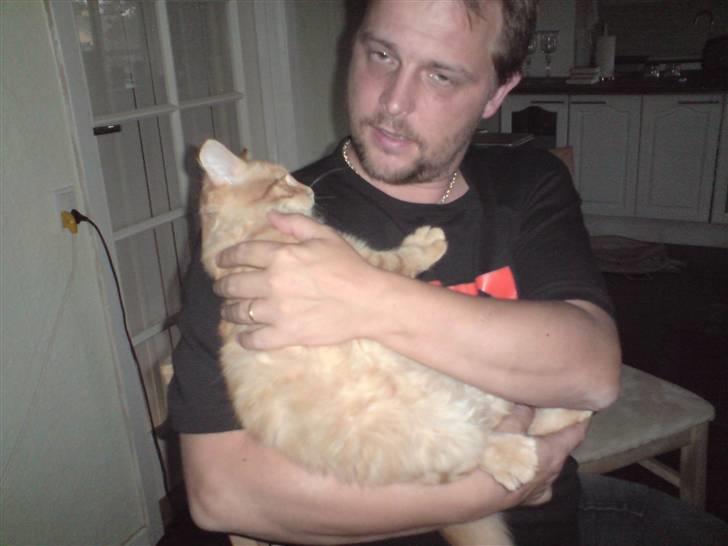 Norsk Skovkat Mickey - elsker at blive nusset  billede 3