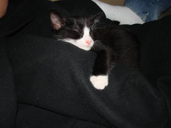 Huskat Jack - Flad efter lidt leg ..  billede 7