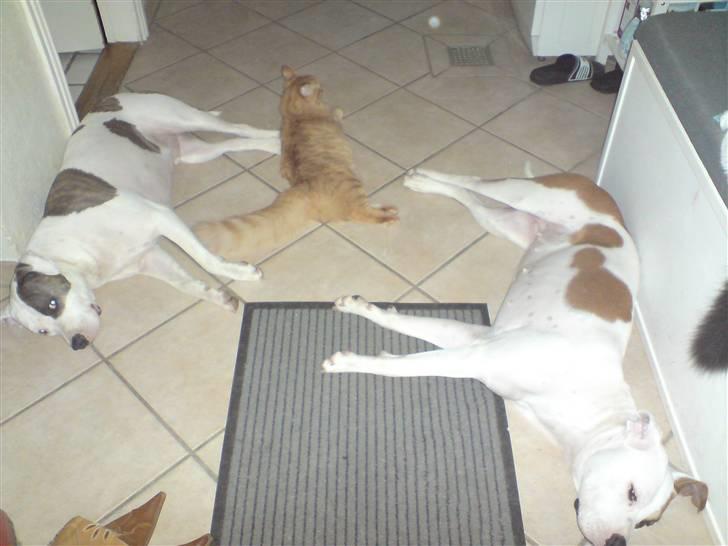 Norsk Skovkat Mickey - vi sover meget ofte sammen... og hygger og leger.. billede 5