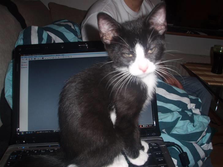 Huskat Jack billede 8