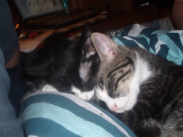 Huskat Jack - Putter med Morgan :) billede 9