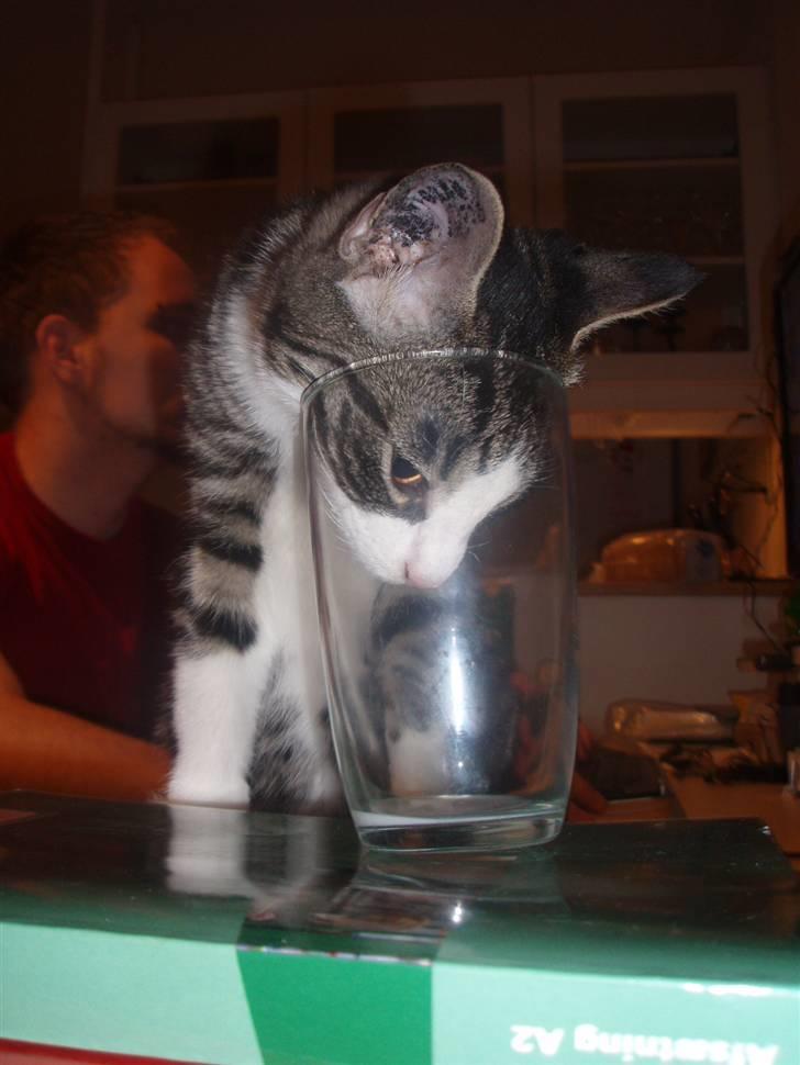 Huskat Morgan - Prøver at få det sidste mælk .. :) billede 14