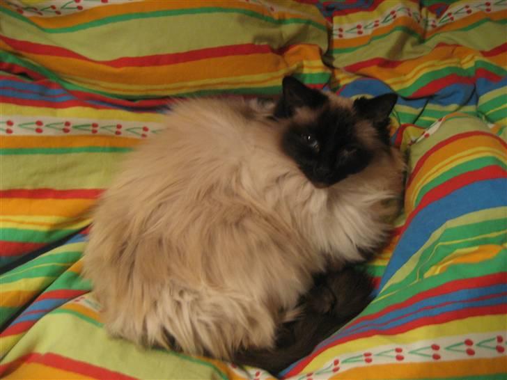 Ragdoll Wilhemina FD LO 139758  - ih væk mig ikke!!!!!!! billede 13