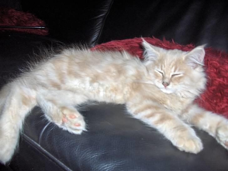 Maine Coon Morgan billede 1