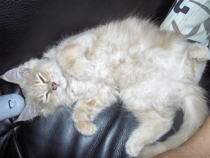 Maine Coon Morgan - kom nu... nus mig..  billede 2