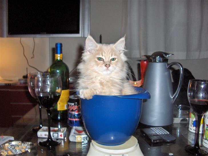 Maine Coon Morgan - hvad mon jeg vejer....? billede 3