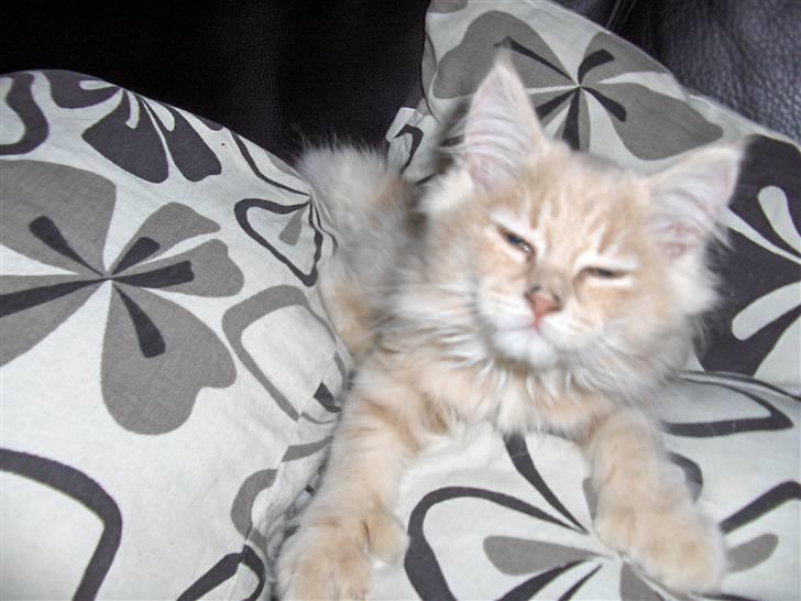 Maine Coon Morgan - var der nogle der sage noget...? billede 4