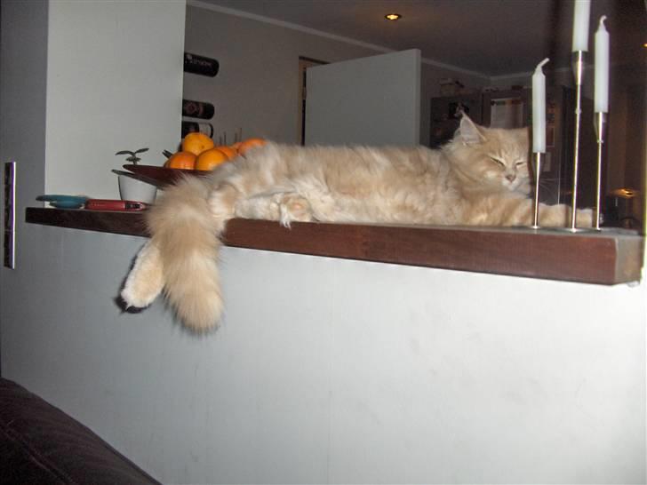 Maine Coon Morgan - her er jeg ca et halvt år billede 5