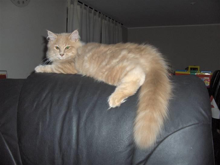 Maine Coon Morgan - miiiaaavvvv...! en lækker sag :) billede 6