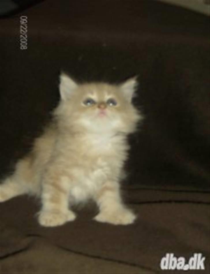 Maine Coon Morgan - mig da jeg bare var nogle uger gammel billede 7