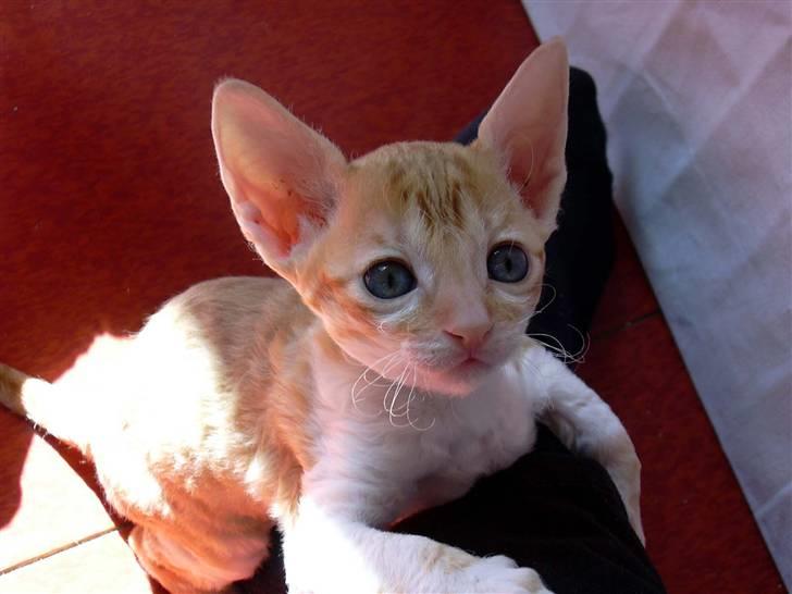 Cornish Rex Miss Nancy billede 1