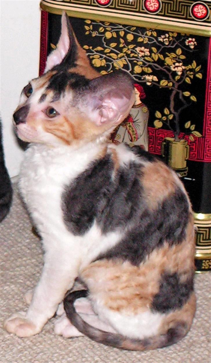 Cornish Rex Gigi R.I.P. billede 1