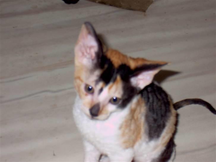 Cornish Rex Gigi R.I.P. billede 2
