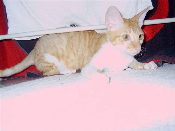 Cornish Rex Miss Nancy billede 2