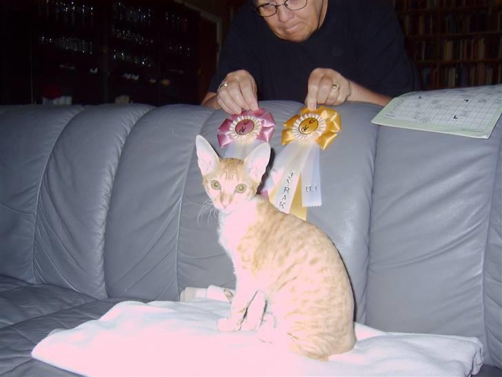 Cornish Rex Miss Nancy billede 3