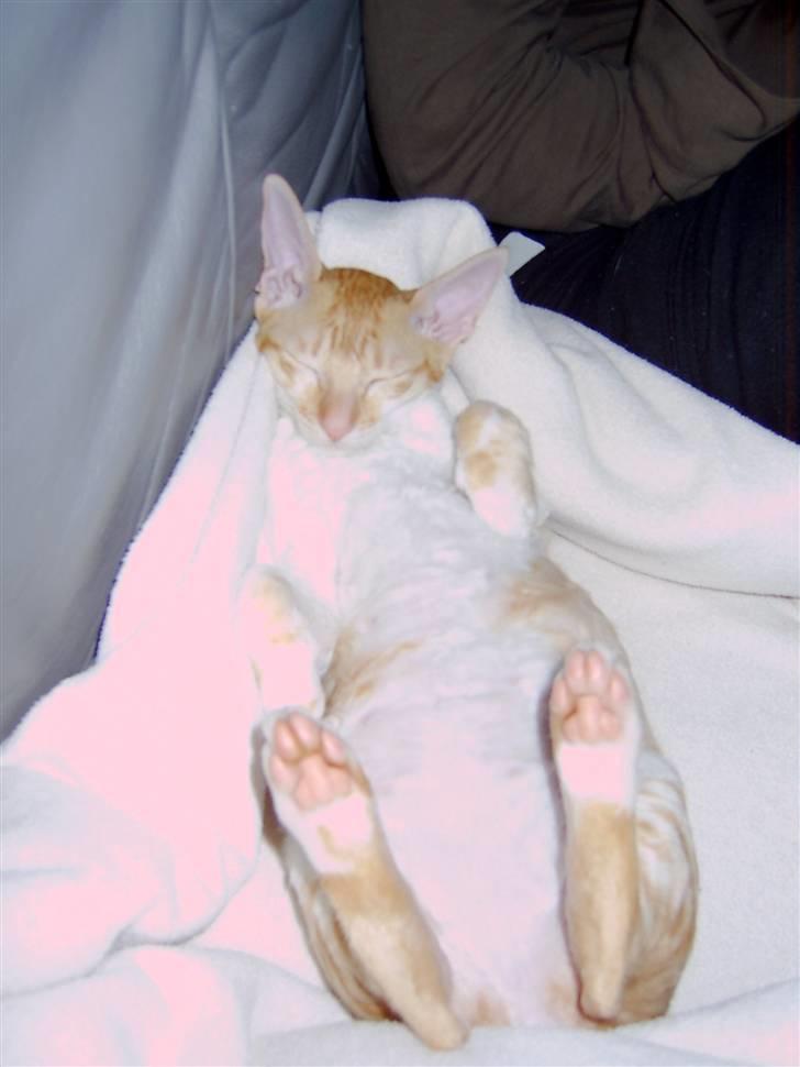 Cornish Rex Miss Nancy billede 4