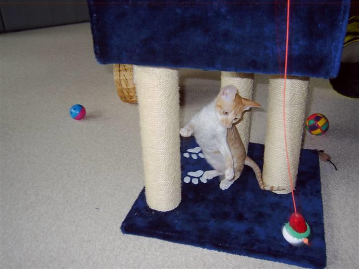 Cornish Rex Miss Nancy billede 5