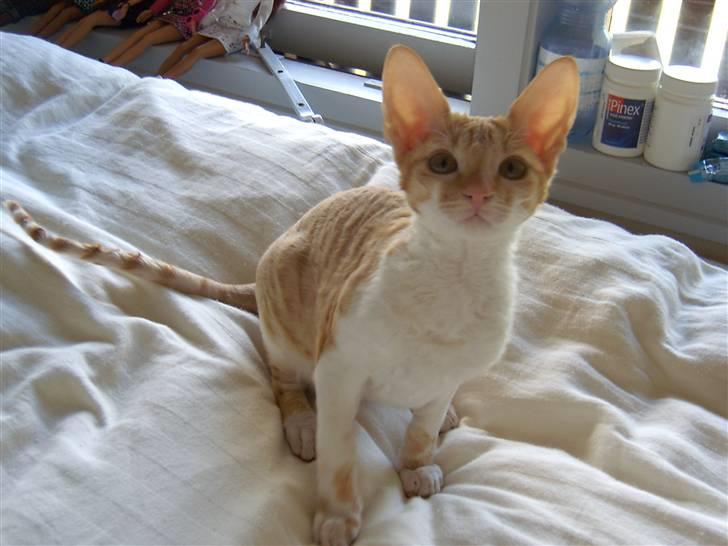Cornish Rex Miss Nancy billede 6
