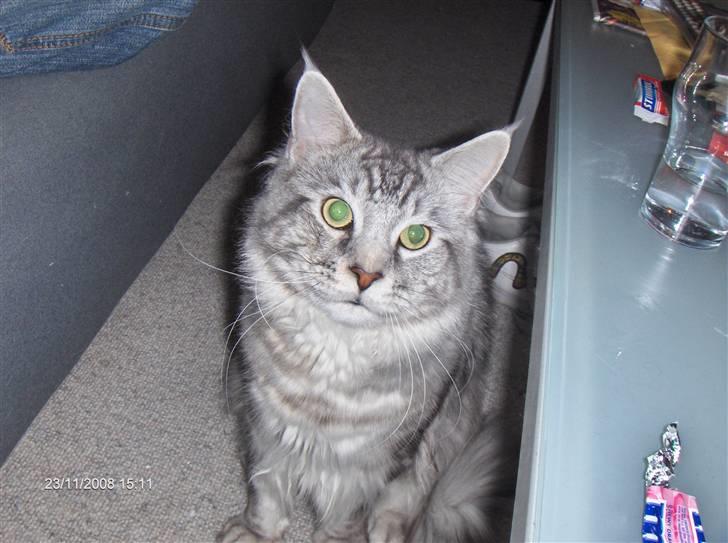 Maine Coon Cosmo billede 11