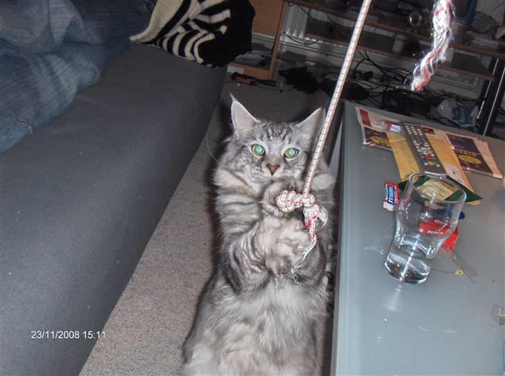 Maine Coon Cosmo billede 13