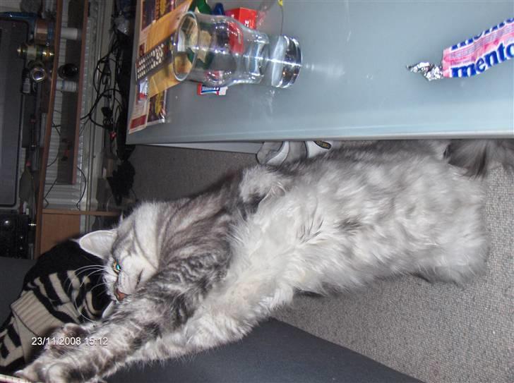 Maine Coon Cosmo billede 15