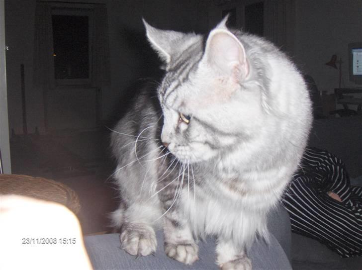 Maine Coon Cosmo billede 16