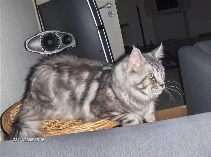 Maine Coon Cosmo billede 18