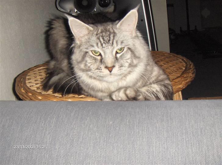 Maine Coon Cosmo billede 19