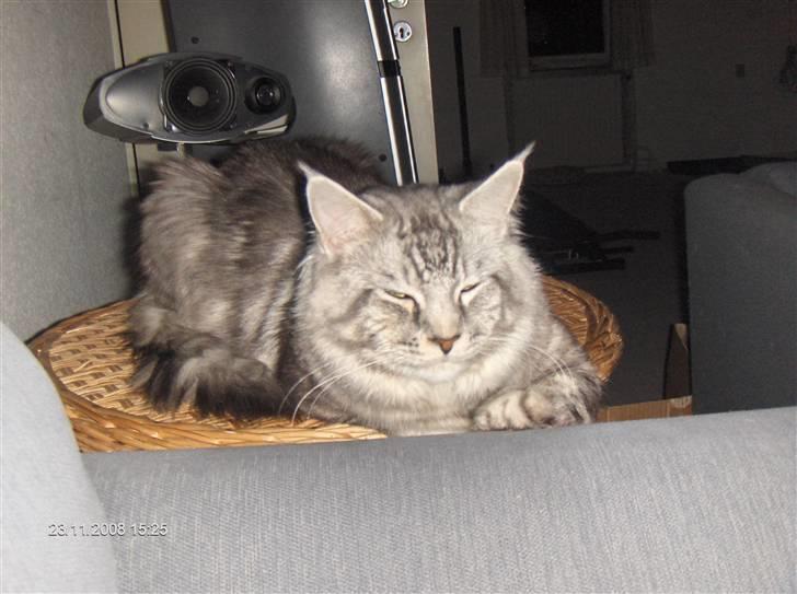 Maine Coon Cosmo billede 20