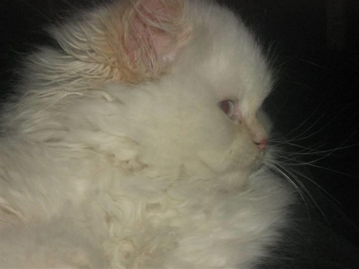 Colorpoint BIBI - Vores dejlig prins billede 1