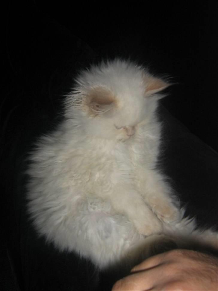 Colorpoint BIBI billede 2