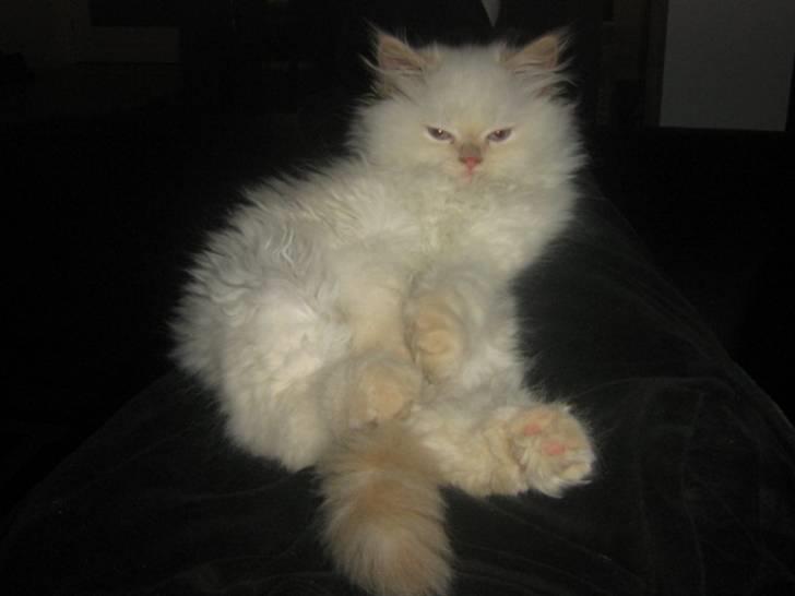 Colorpoint BIBI - Sidder lige og tager en slapper på sofaen :-) billede 3