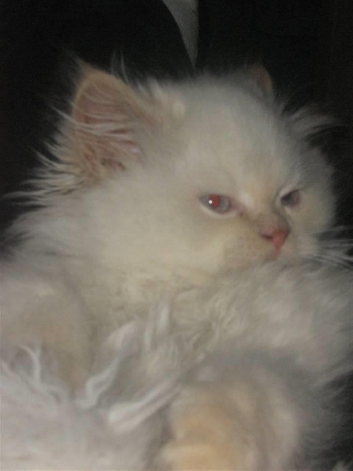 Colorpoint BIBI billede 4