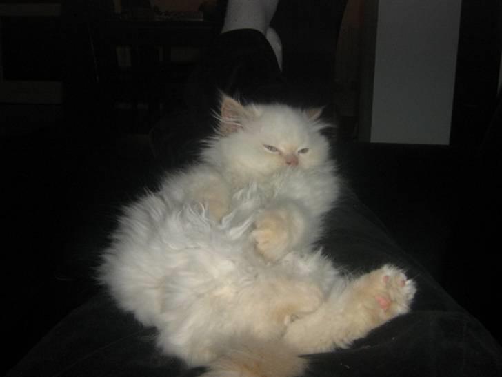 Colorpoint BIBI - Ahh der var et armlæn jeg kunne lænde mig op af.. billede 5