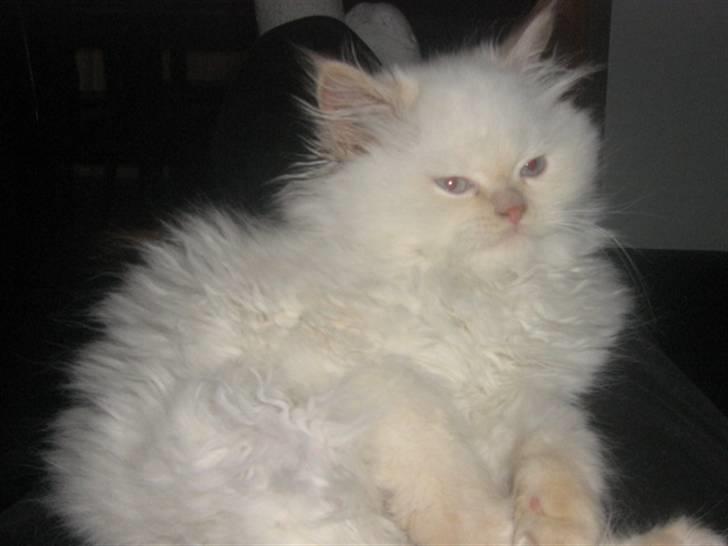 Colorpoint BIBI billede 6