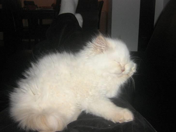 Colorpoint BIBI - Tid til en lille lur.. billede 7