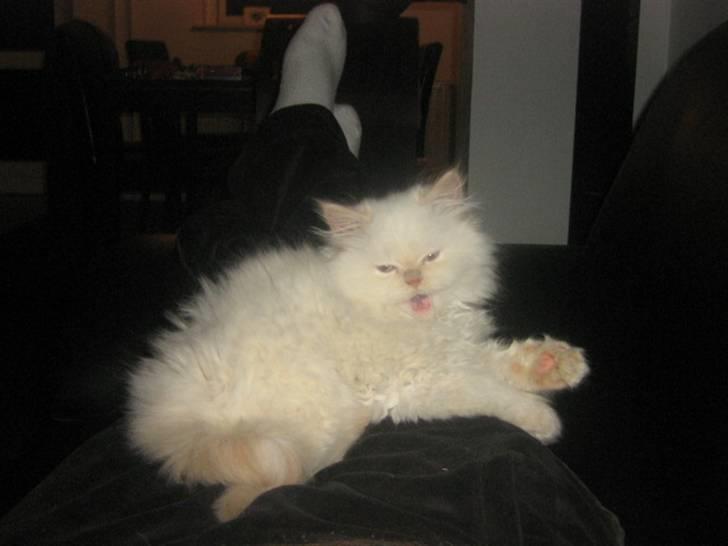 Colorpoint BIBI - Lad mig så være, jeg ved godt jeg er dejlig.. billede 8