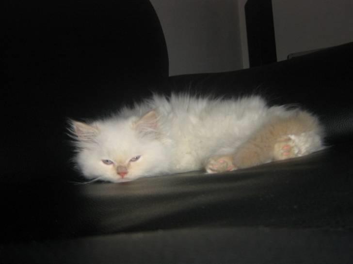 Colorpoint BIBI - Endelig ro  billede 9