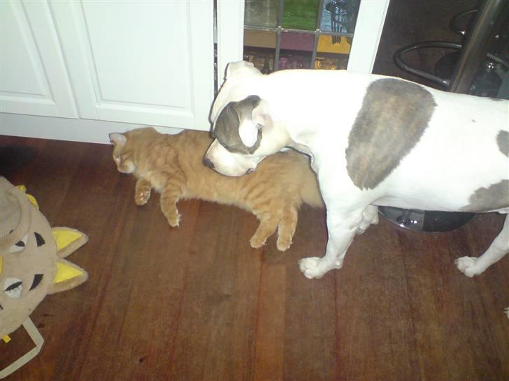 Norsk Skovkat Mickey - hello Diego billede 6