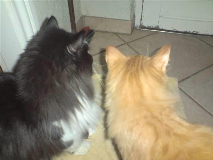 Norsk Skovkat Mickey - kommer der nogen..  *HUH* billede 7