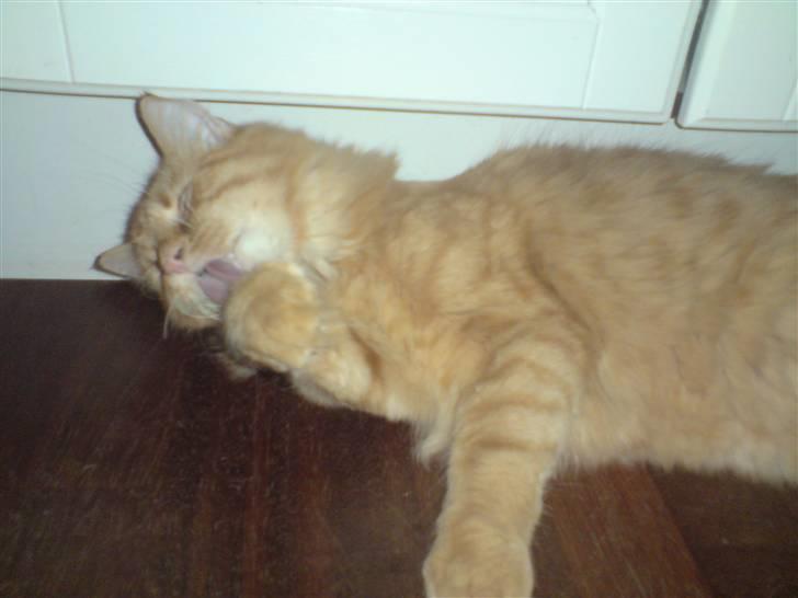 Norsk Skovkat Mickey - midt i afvaskningen...  billede 8