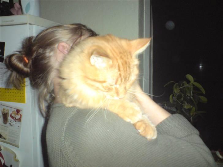 Norsk Skovkat Mickey - slængehoved billede 9