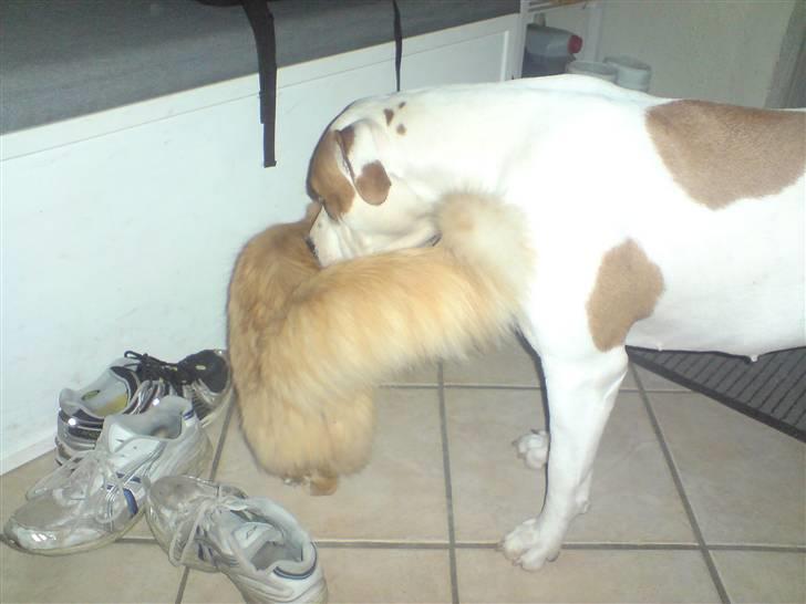 Norsk Skovkat Mickey - hej Chrissie billede 10